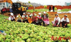 喜获丰收 仪陇全县加工型蔬菜基地将达5万亩